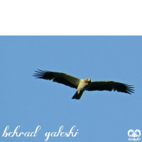 گونه سارگپه پرپا Rough-legged Buzzard